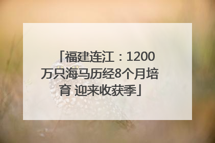 福建连江：1200万只海马历经8个月培育 迎来收获季
