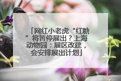 网红小老虎“红糖”将暂停展出？上海动物园：展区改建，会安排展出计划