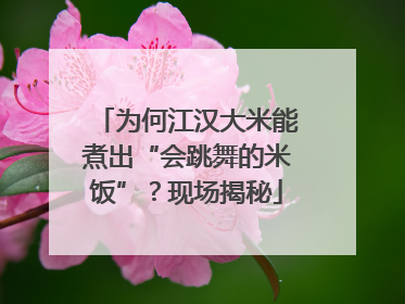 为何江汉大米能煮出“会跳舞的米饭”？现场揭秘
