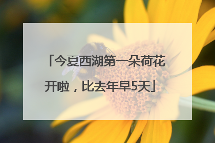 今夏西湖第一朵荷花开啦，比去年早5天