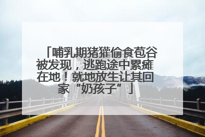 哺乳期猪獾偷食苞谷被发现，逃跑途中累瘫在地！就地放生让其回家“奶孩子”