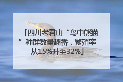 四川老君山“鸟中熊猫”种群数量翻番，繁殖率从15%升至32%