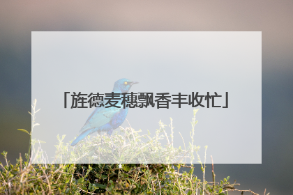 旌德麦穗飘香丰收忙