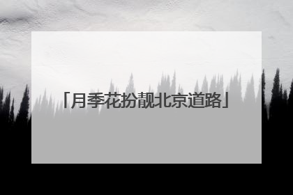 月季花扮靓北京道路