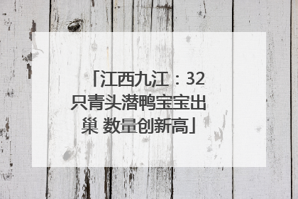 江西九江：32只青头潜鸭宝宝出巢 数量创新高