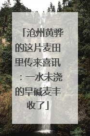 沧州黄骅的这片麦田里传来喜讯：一水未浇的旱碱麦丰收了