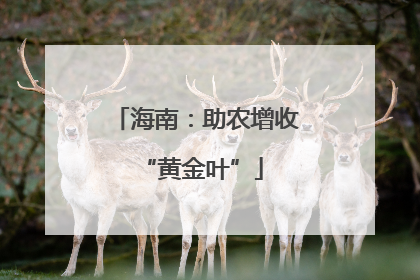 海南：助农增收 “黄金叶”
