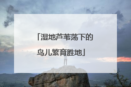 湿地芦苇荡下的鸟儿繁育胜地