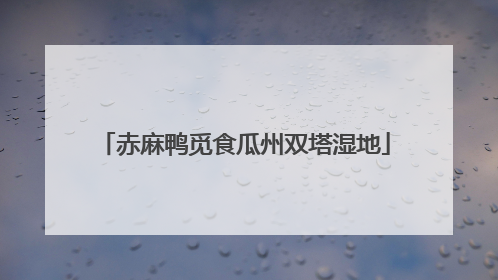 赤麻鸭觅食瓜州双塔湿地