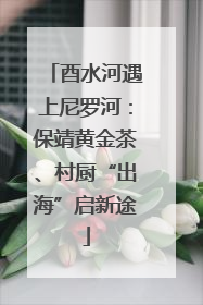 酉水河遇上尼罗河：保靖黄金茶、村厨“出海”启新途