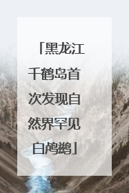黑龙江千鹤岛首次发现自然界罕见白鸬鹚