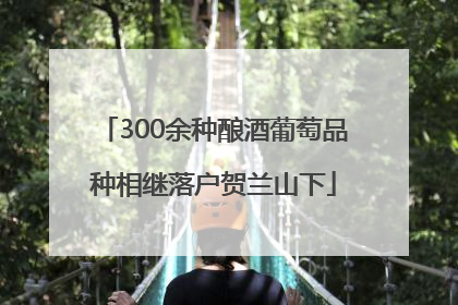 300余种酿酒葡萄品种相继落户贺兰山下